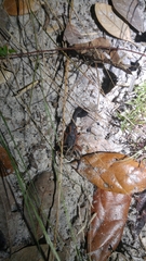 Centruroides gracilis