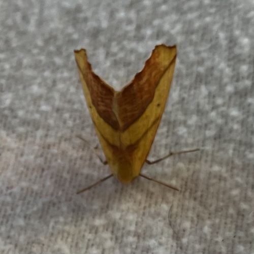 Sharp-lined Yellow photo 6