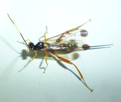 Spilopteron occiputale
