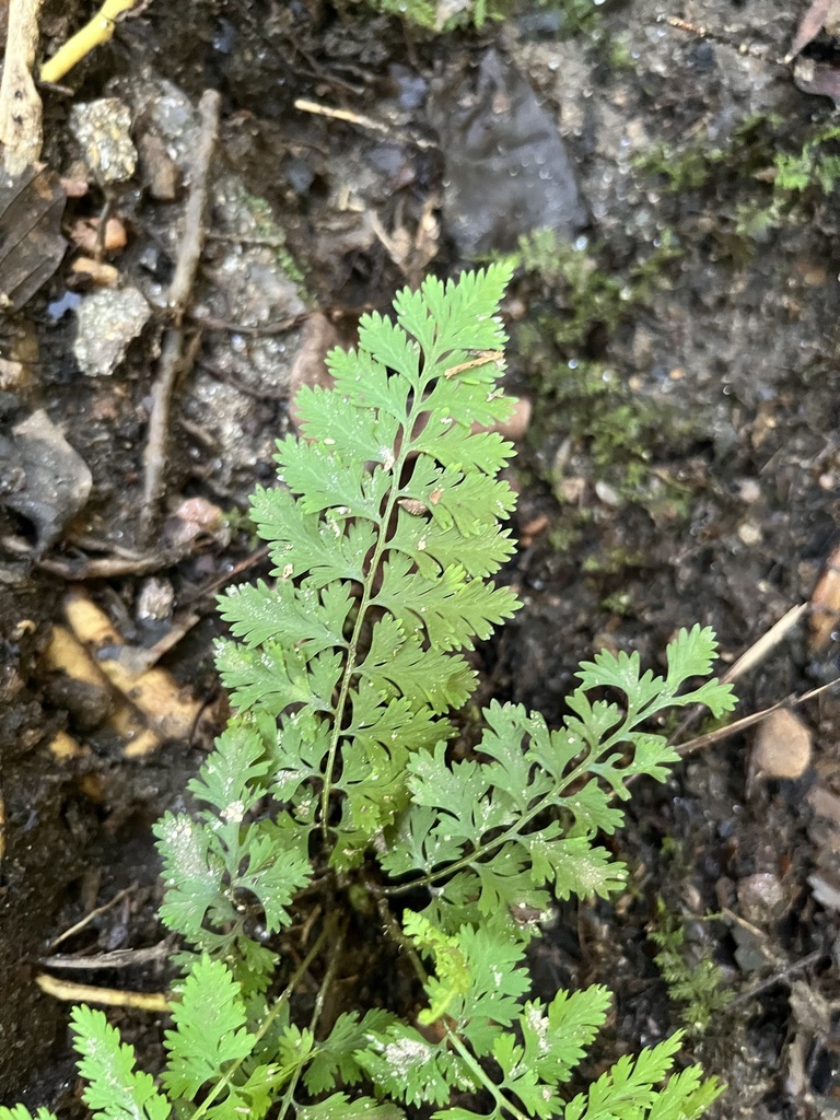 lowland brittle fern from Sandy Springs, GA, USA on July 24, 2023 at 10
