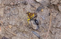 Sceliphron fistularium