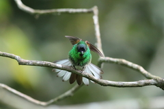 Oaxaca Hummingbird photo 4