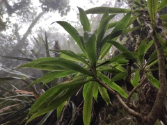 Bourbon Daisy (Heterochaenia borbonica)