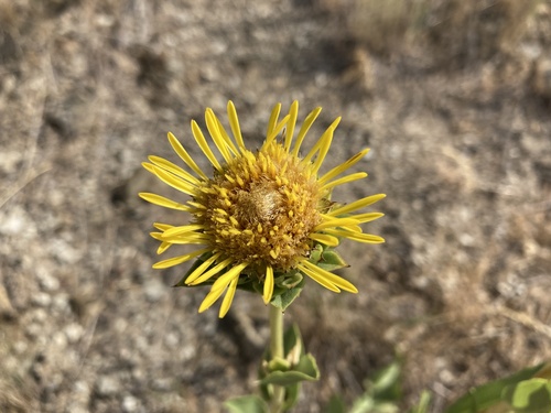 ray goldenweed (Pyrrocoma radiata)