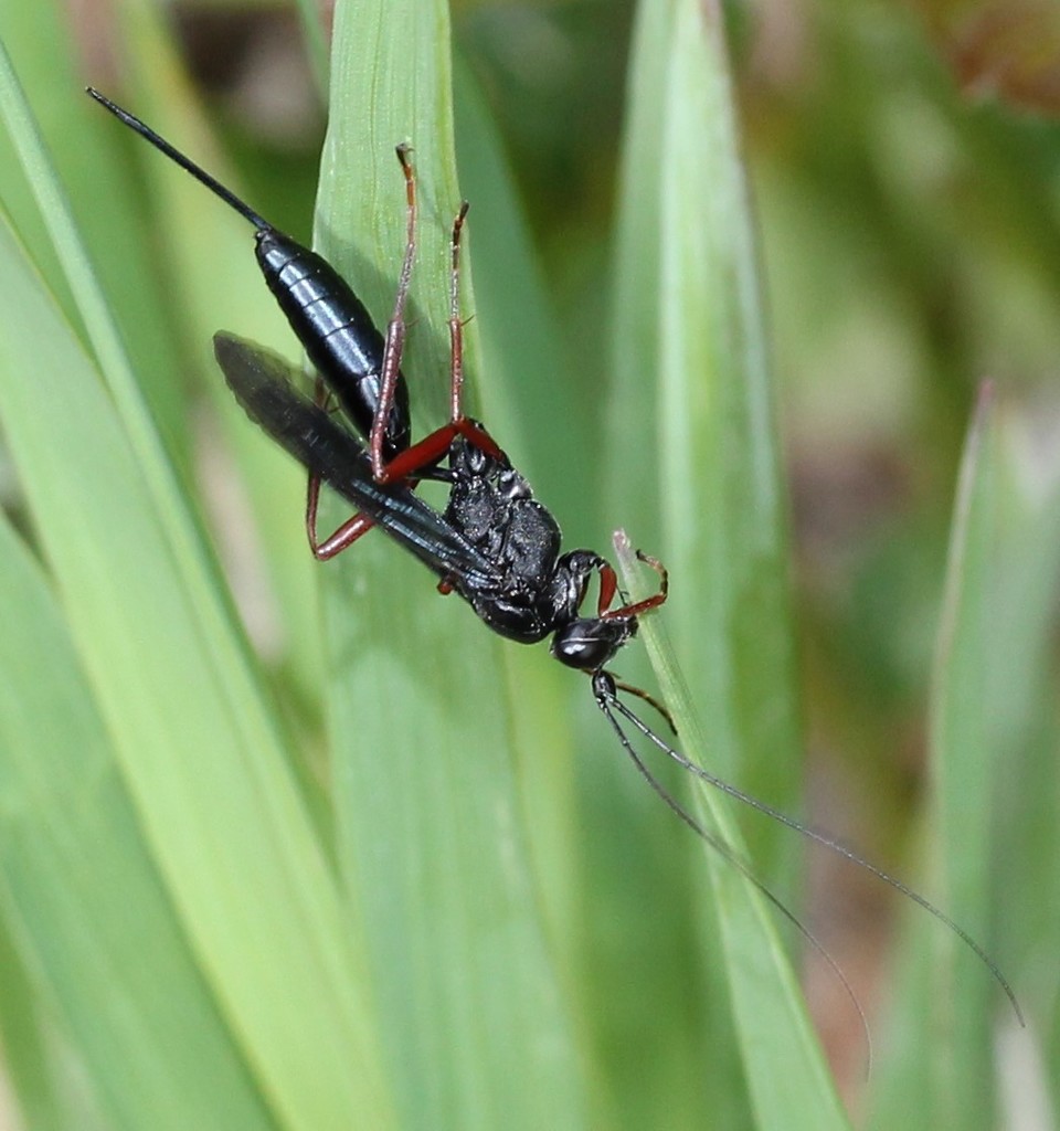 Buathra laborator