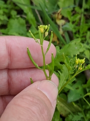 Rorippa teres