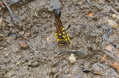 Sceliphron fistularium