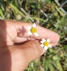 Tridax procumbens image