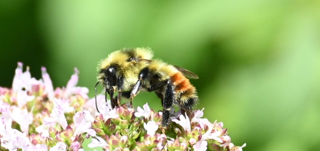 Red-belted Bumble Bee from Brossard, QC J4Z 3H8, Canada on July 24 ...