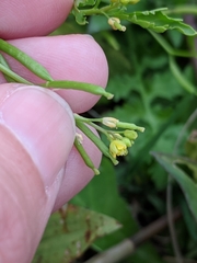 Rorippa teres