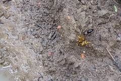 Sceliphron fistularium