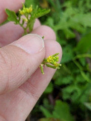 Rorippa teres