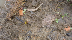 Sceliphron fistularium