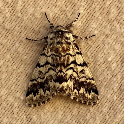 Western Panthea Moth photo 5