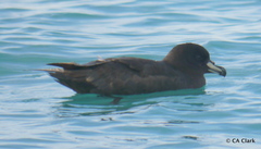 Procellaria westlandica