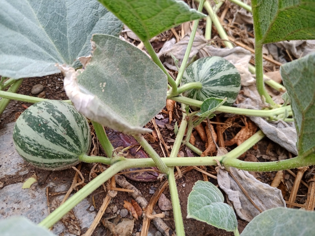 Buffalo Gourd from Localización: 30.380888 -107.953125 on July 1, 2021 ...