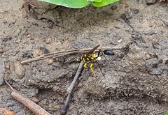 Sceliphron fistularium