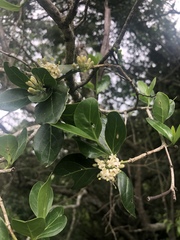 Psydrax obovata elliptica