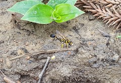 Sceliphron fistularium