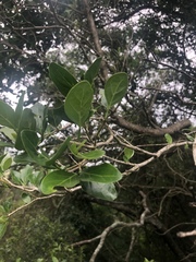 Psydrax obovata elliptica