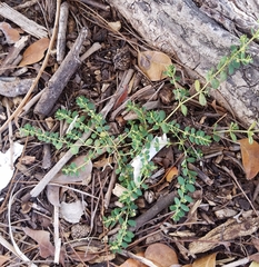 Euphorbia blodgettii