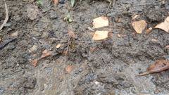 Sceliphron fistularium