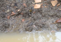 Sceliphron fistularium