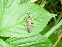 Ichneumon annulatorius