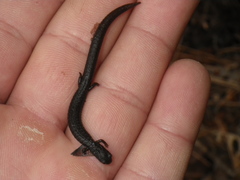 Batrachoseps