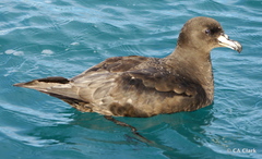 Procellaria westlandica