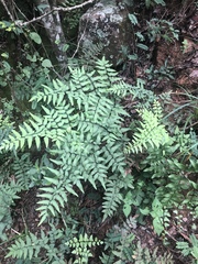 Cheilanthes viridis viridis