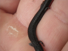 Batrachoseps