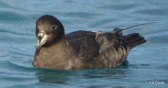 Procellaria westlandica