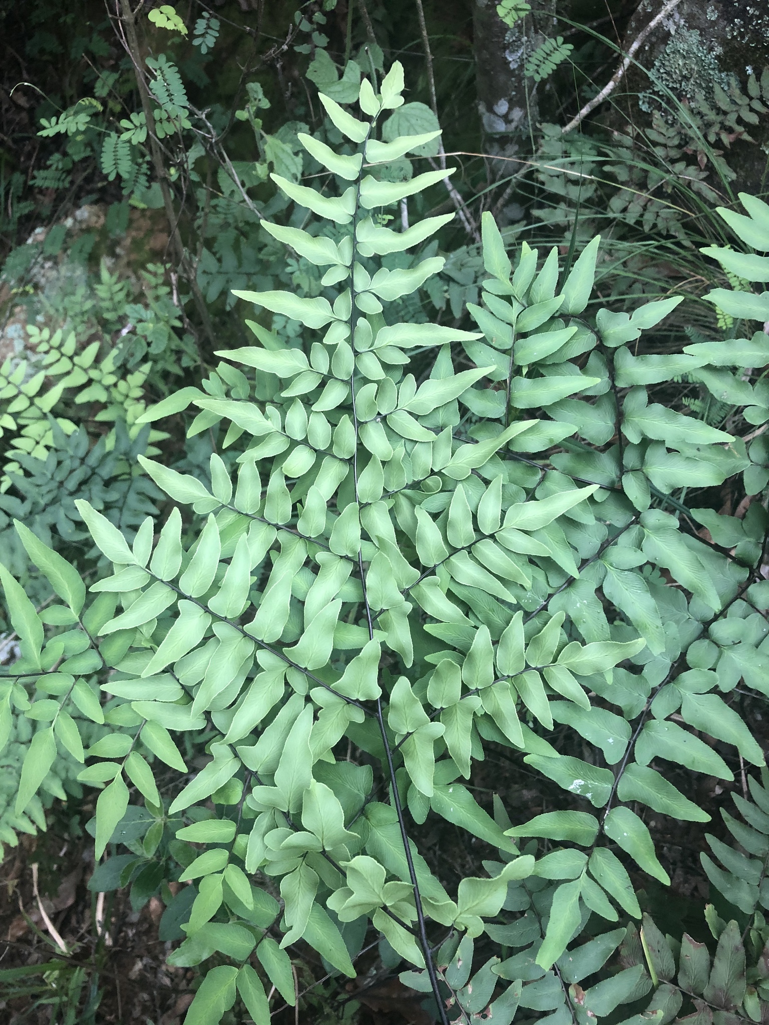 Cheilanthes viridis
