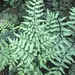 Cheilanthes viridis - Photo (c) Troos van der Merwe,  זכויות יוצרים חלקיות (CC BY-NC), הועלה על ידי Troos van der Merwe