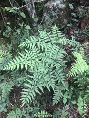Cheilanthes viridis viridis