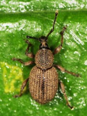 Otiorhynchus singularis