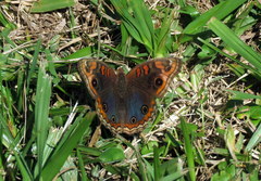 Junonia genoveva hilaris