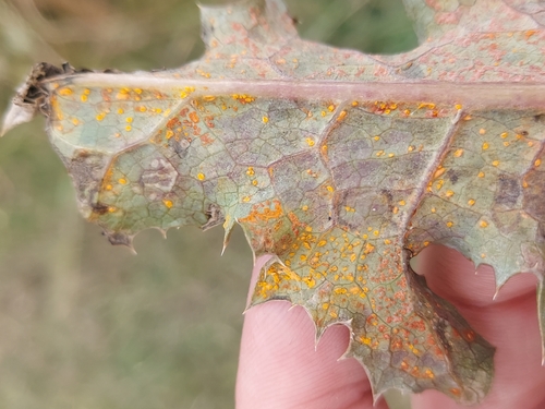 Coleosporium sonchi (F.Strauss) Lév.