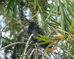 Saucerottia cyanifrons