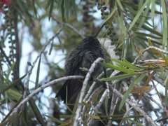 Saucerottia cyanifrons