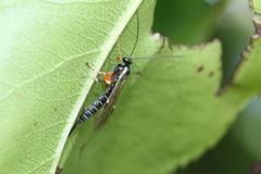 Itoplectis conquisitor