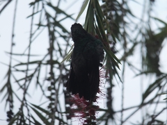 Saucerottia cyanifrons