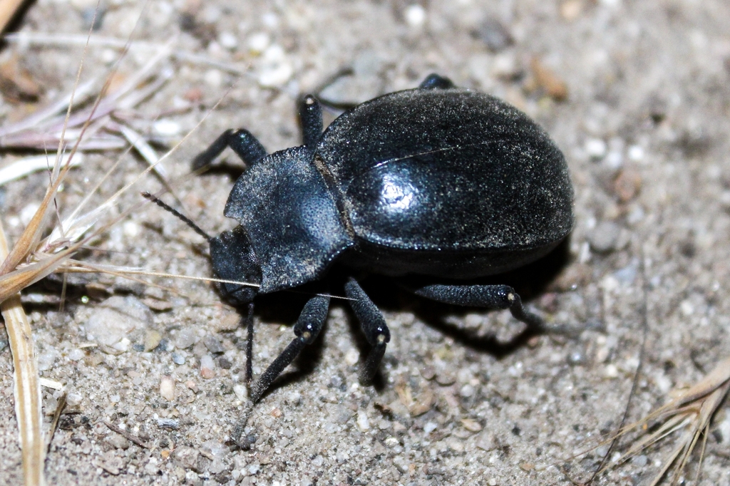 Stethasida