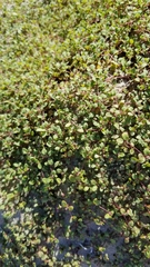Euphorbia vizcainensis