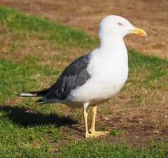 Larus fuscus