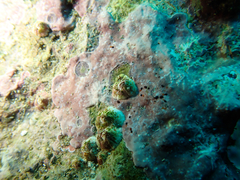 Balanus laevis nitidus