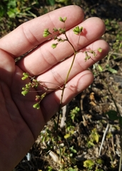 Boerhavia diffusa
