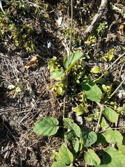 Boerhavia diffusa
