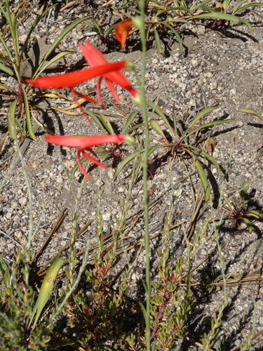 iNaturalist observation photo of San Gabriel beardtongue